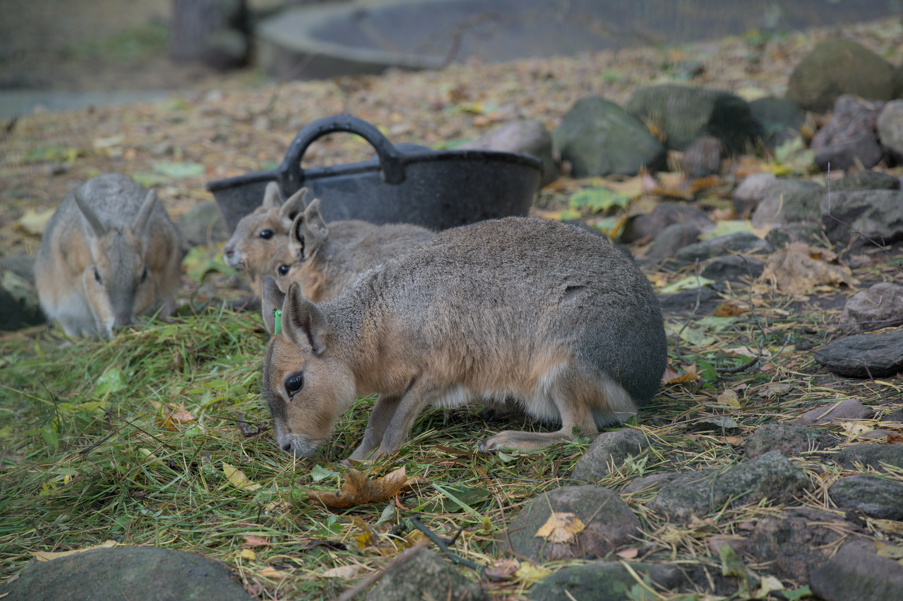 2025/10/12 - zoo/DSC_0018.jpg